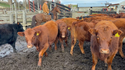Lote 26 Ternera en Coyhaique, XI Región Aysén