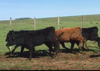 Lote 20 terneras angus y red angus