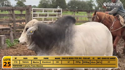 Lote Toros Nelore, Presidente Hayes