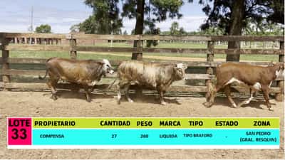 Lote LOTE 33  - 27 VAQUILLAS CBO 1
