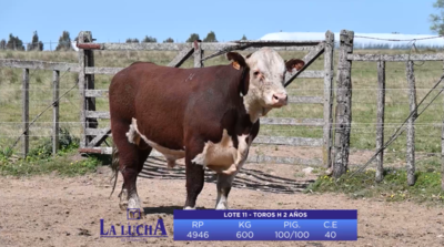 Lote Lote 25 - Toros H 2 AÑOS