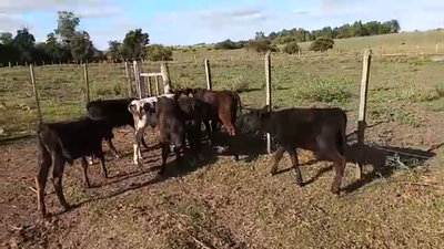 Lote 7 Terneros y Terneras 90kg - , San José