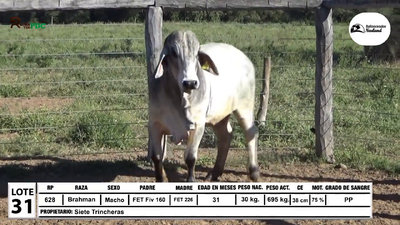 Lote Toros Brahman, Loma Plata