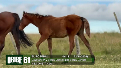 Lote Lote 61