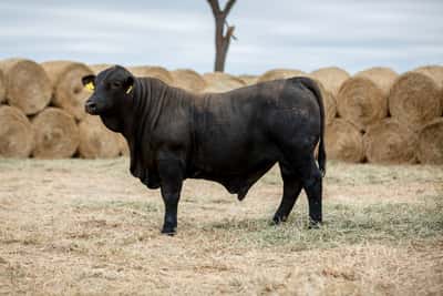 Lote Reproductores Altohondo - Lote 50