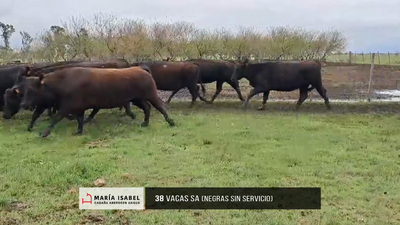 Lote Lote 25 - Vacas SA