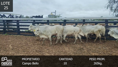 Lote LOTE 25