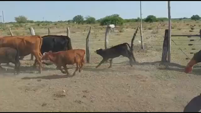 Lote 19 Vacas CUT con cría en Concordia, Entre Ríos