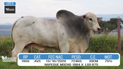 Lote LOTE 6