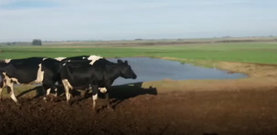 Lote 5 Vaca en Soriano