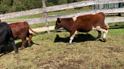 Lote 8 Ternero en Cisnes, XI Región Aysén