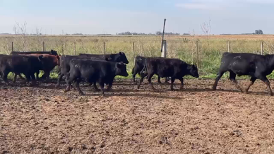 Lote 65 Terneros