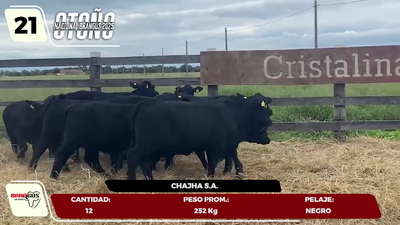 Lote LOTE 21