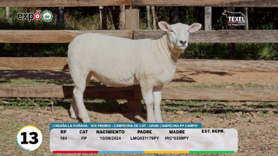Lote LOTE 13