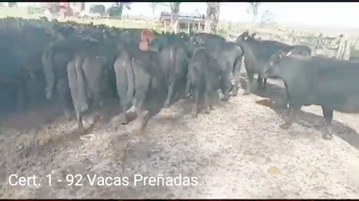 Lote (Vendido)92 Vacas preñadas 90 ANGUS /  2RA /  405kg -  en PARAJE RINCON DE PEREZ, RUTA 26 KM 80, A 96 KM DE PAYSANDU Y A 165KM DE TACUAREMBÓ.