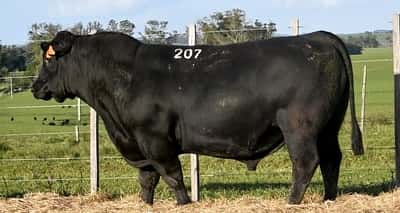 Lote RP 207