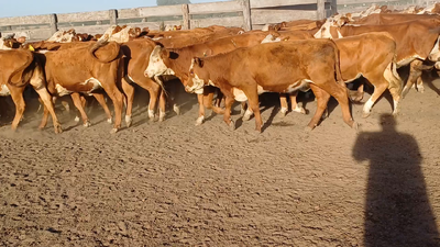 Lote 120 Terneras en Villaguay, Entre Ríos
