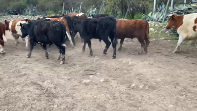 Lote 60 Novillo Engorda en Paine, Región Metropolitana