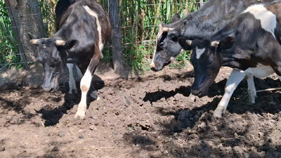 Lote 7 Novillitos