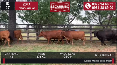 Lote Vaquillas CBO 0