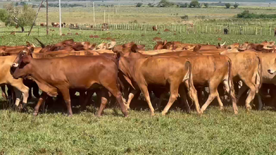 Lote 80 Vaquillonas en Ituzaingó, Corrientes