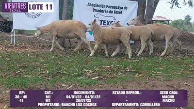 Lote LOTE 11