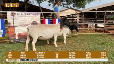 Lote LOTE 17 - DESTACADO
