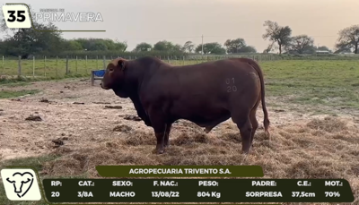 Lote LOTE 35- CAMPO