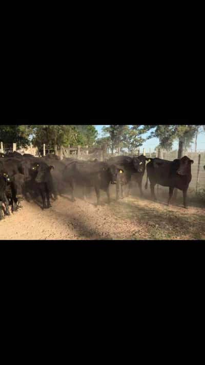 Lote 55 Vacas nuevas C/ gtia de preñez en Gral. San Martín, Chaco