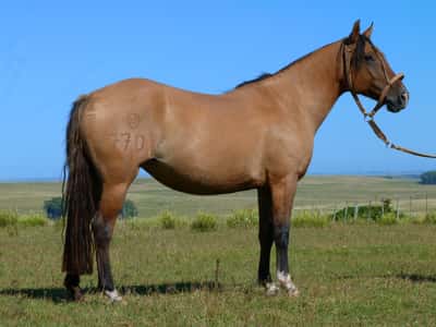 Lote Ginebra Salpay