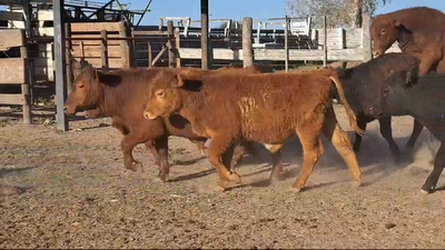 Lote 78 Terneros Hereford, Brafors y sus cruzas en Ataliva, Santa Fe