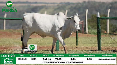 Lote Lote 29