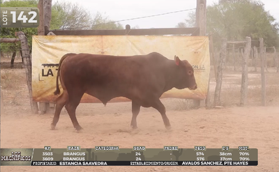 Lote LOTE 142