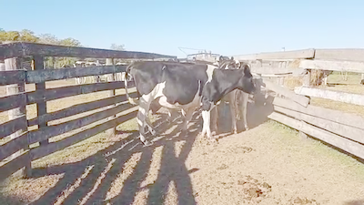 Lote 4 Vacas preñadas Holando Argentino en Col. Aldao, Santa Fe