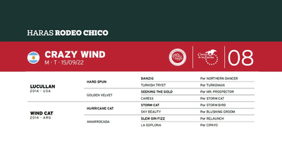 Lote CRAZY WIND