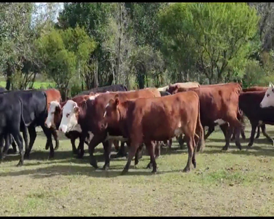 Lote 45 Vaquillonas preñadas en San Justo, Santa Fe