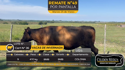 Lote 9 Vacas de Invernada en Paso Antolín, Colonia
