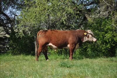 Lote PEDIGREE DE 3 AÑOS