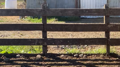 Lote 54 Novillo Engorda en Osorno, X Región Los Lagos