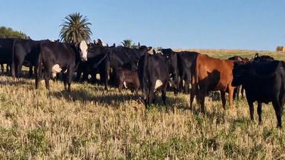 Lote 24 Vaquillonas y Vacas, San José