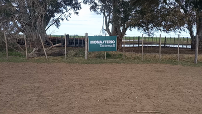 Lote 100 Vaquillonas PONTO SA