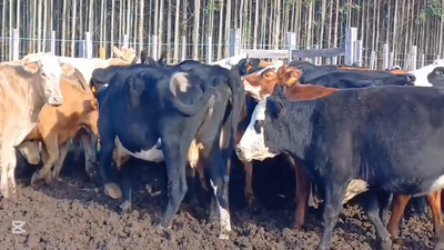 Lote VACAS DE INVERNADA