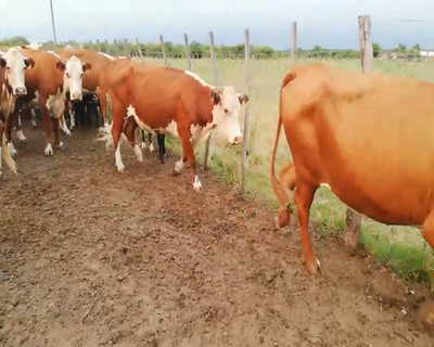Lote 25 Vacas medio uso en Federal, Entre Ríos