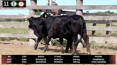 Lote LOTE 11