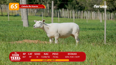 Lote LOTE 65