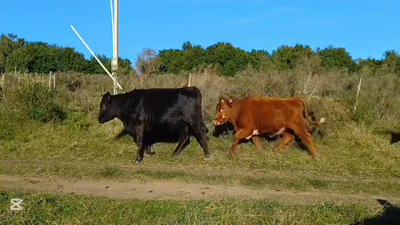 Lote VAQUILLONAS 1 A 2 AÑOS