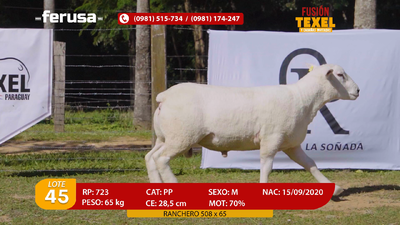 Lote Lote 45
