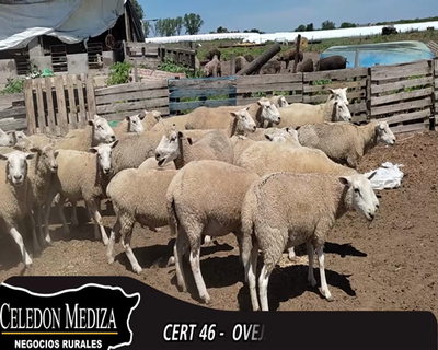 Lote 48 Ovejas TEXEL 65kg - , Colonia