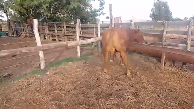 Lote 1 Toros