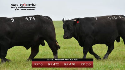 Lote Aberdeen Angus PI y PC